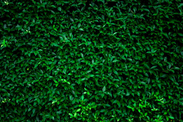 istock closeup nature view of tropical leaf background 1285868835