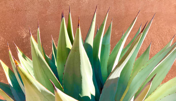 istock Sunlit Blue Agave (American Aloe) Plant; Orange Background 1285869158