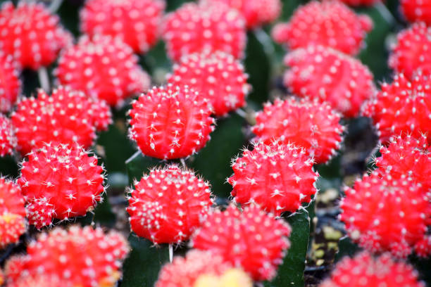 istock colorful cactus plant 1285870009