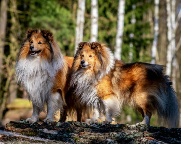 istock Sheltie - Shetland Sheepdog in the nature park 1285871916