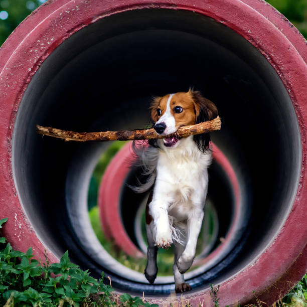 Dog in Playground Tunnel Navigating Play Structure