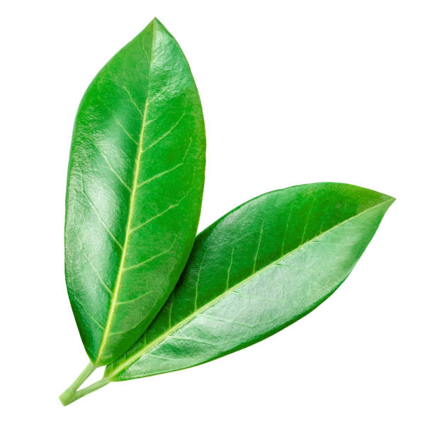 istock Orange leaf isolated on a white background. Citrus leaves macro, detailed. Top view. Flat lay 1285872707