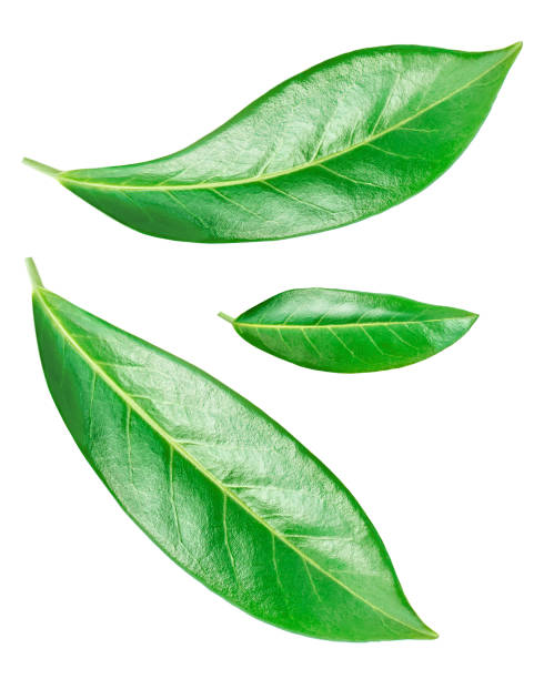 istock Flying Citrus leaves isolated on a white background. Orange fruit leaf 1285872708