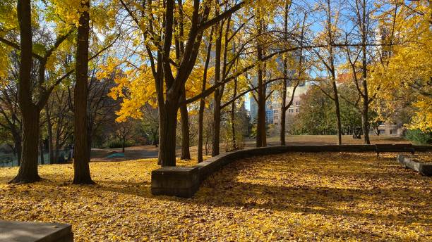 istock Autumn Day in the Park 1285874482