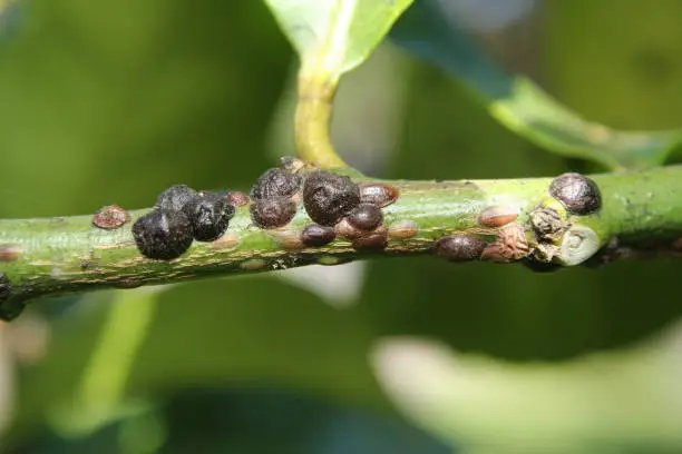 Citrus Scale (Coccus hesperidum) on the branch of a Lemon Tree