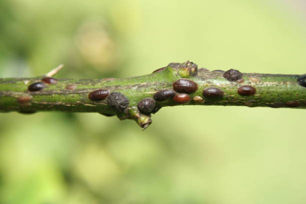 citrus scale (coccus hesperidum) - coccus foto e immagini stock