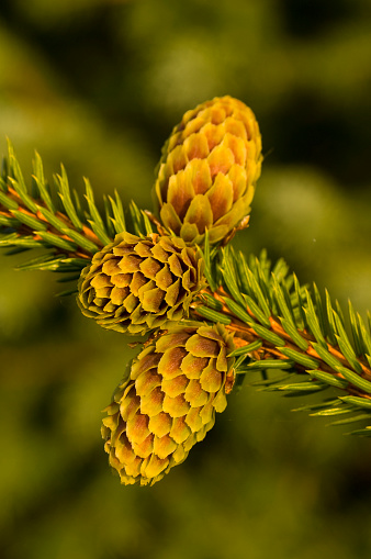 Sitka Spruce Cones, Picea sitchensis, Ingot Island, Prince William Sound, Chugach National Forest, Alaska. Pinecone.