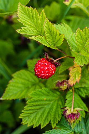 Rubus spectabilis (Salmonberry) is a species of Rubus native to the west coast of North America from west central Alaska to California. The fruit matures in late summer to early autumn, and resembles a large yellow to orange-red raspberry 1.5