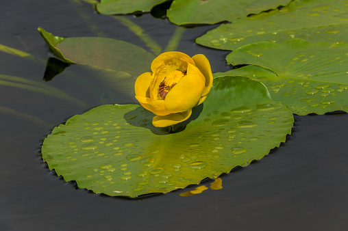 Yellow Pond Lily, Nuphar polysepala, Nuphar lutea subsp. polysepala, Chugach National Forest; Prince William Sound; Alaska, Family Nymphaeaceae, bright yellow flower on the water, aquatic flower, ponds and lakes