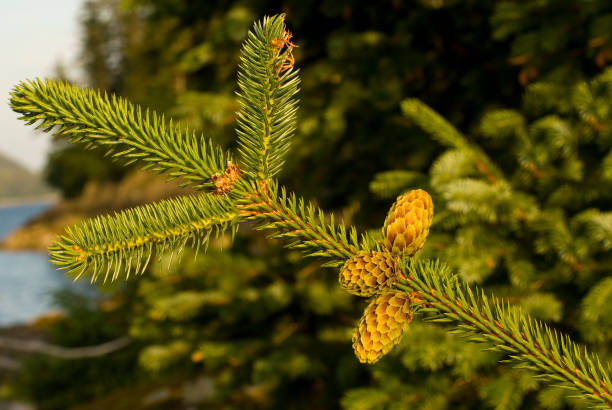 sitka ели конусы, picea sitchensis, остров синогот, принц уильям звук, чугач национальный лес, аляска. шишка. - forest alaska plant sitka spruce стоковые фото и изображения