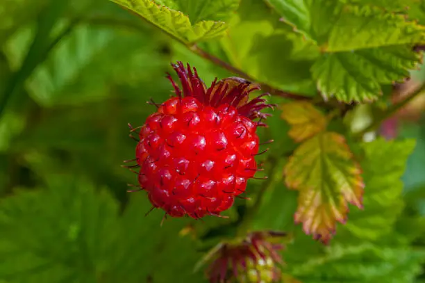 Rubus spectabilis (Salmonberry) is a species of Rubus native to the west coast of North America from west central Alaska to California. The fruit matures in late summer to early autumn, and resembles a large yellow to orange-red raspberry 1.5"u20132 cm long with many drupelets. Prince William Sound, Chugach National Forest, Alaska.