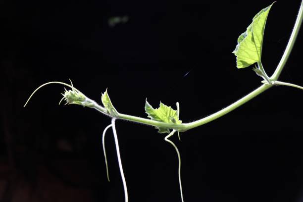 istock Bottle gourd creeper growing isolated in natural light 1285880724