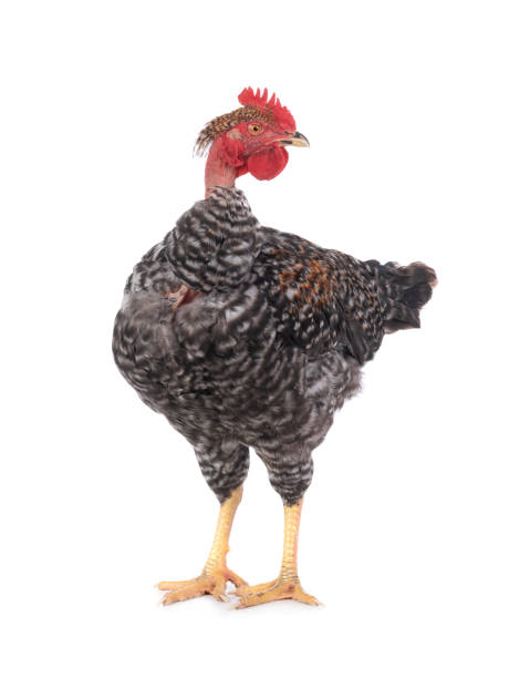 istock naked neck rooster isolated on white 1285880896