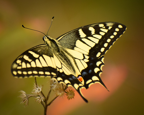 Beautiful yellow swallowtail butterfly . Common yellow swallowtail ( papilio machaon).