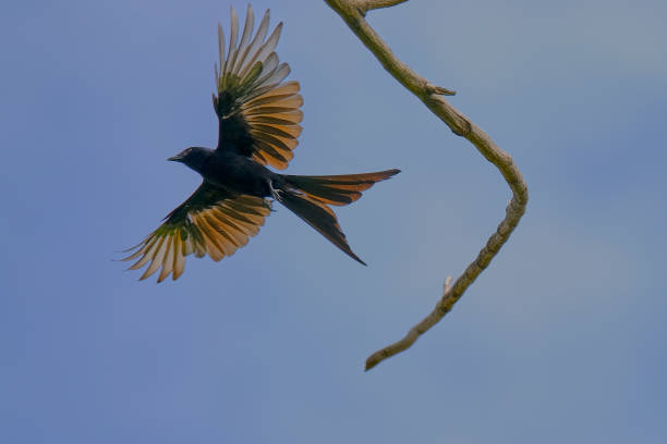 drongo nero - drongo foto e immagini stock