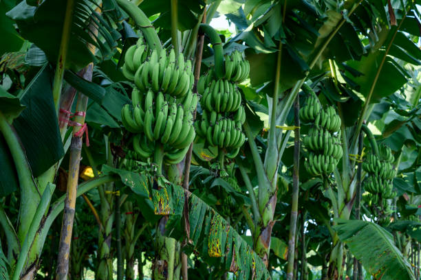 ein bündels von grünen bananen im garten. - banana bunch yellow healthy lifestyle stock-fotos und bilder
