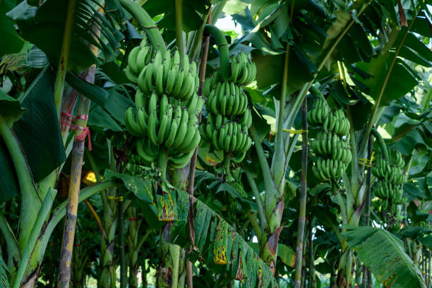 un montón de plátanos verdes en el jardín. - banana plantation green tree fotografías e imágenes de stock