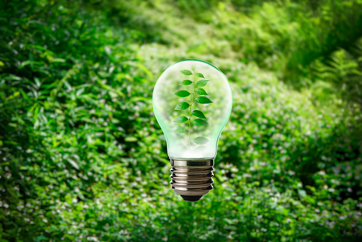 Young plant growing within light bulb in mid-air against dense green botanical background with copy space. New life concepts.