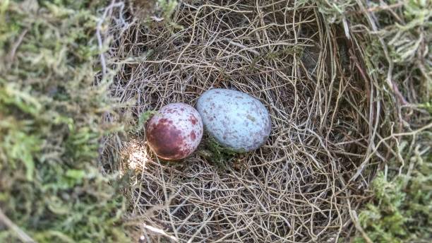 卵とツグミ巣 - cowbird ストックフォトと画像