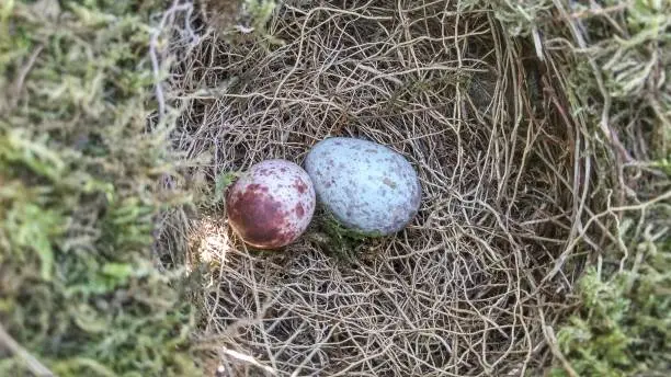 Thrush nest with eggs