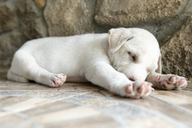Puppy sleeping on the floor