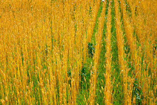 Yellow field with wheat ears on a Sunny summer day. Agricultural land of a farmer. Background for ads