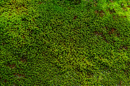Closeup of moss texture walls