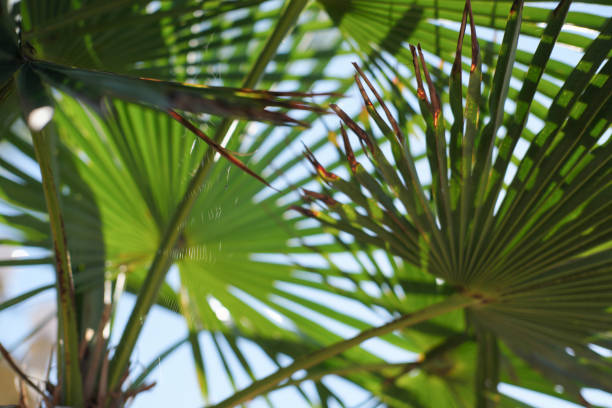 istock tropical green palm leaves in bright sunshine 1285887123