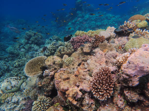 istock Great Barrier Reef - coral reef Queensland Australia 1285887186