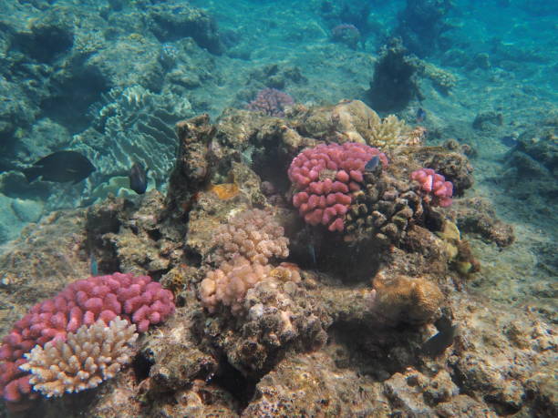 istock Great Barrier Reef - coral reef Queensland Australia 1285887794