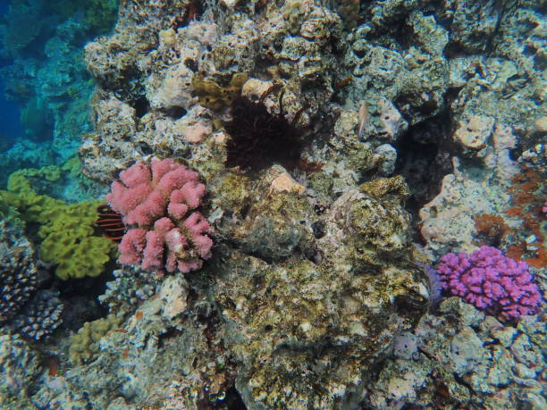 istock Great Barrier Reef - coral reef Queensland Australia 1285887899