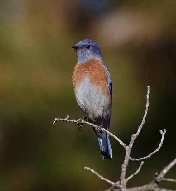 istock Male Western Bluebird Perched on a Twig 1285887974