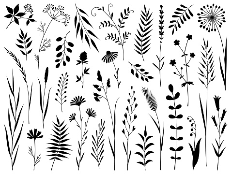 Set of decorative plants. Vector design elements isolated black on white background.