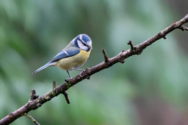 istock Eurasian Blue Tit (Cyanistes caeruleus) on a branch in  forest 1285889802