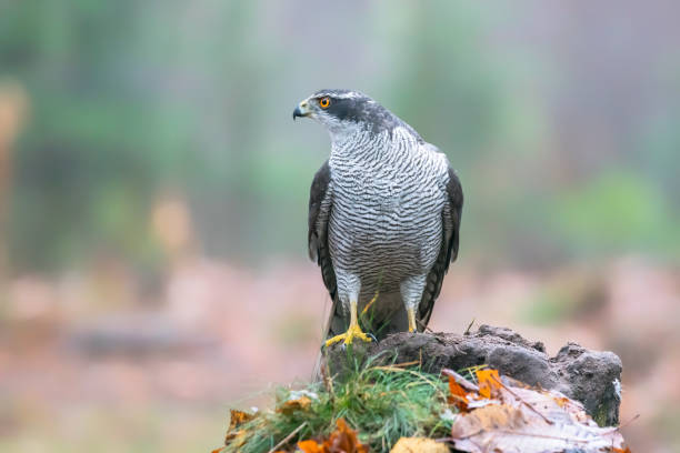 Adult of Northern Goshawk (Accipiter gentilis) on a branch with a prey Adult of Northern Goshawk (Accipiter gentilis) on a branch with a prey in the forest of Noord Brabant in the Netherlands. galapagos hawk stock pictures, royalty-free photos & images