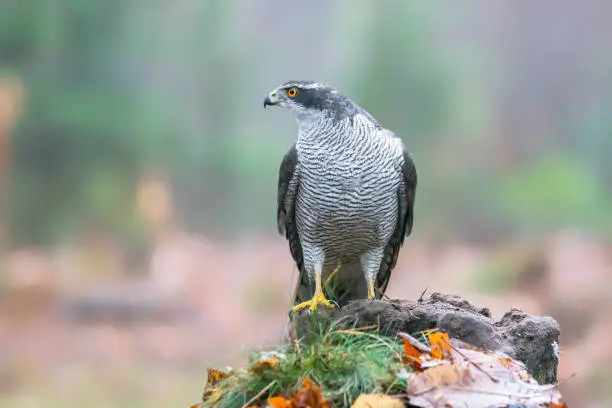 Photo of Adult of Northern Goshawk (Accipiter gentilis) on a branch with a prey