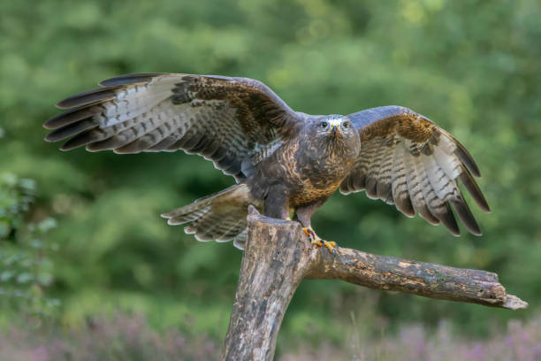 istock Common Buzzard (Buteo buteo) on a branch in the forest 1285889843