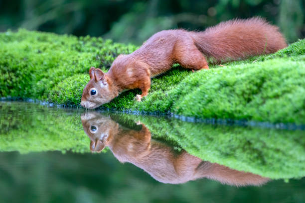 istock Cute and beautiful Eurasian red squirrel (Sciurus vulgaris) drinking water in a pool 1285889856