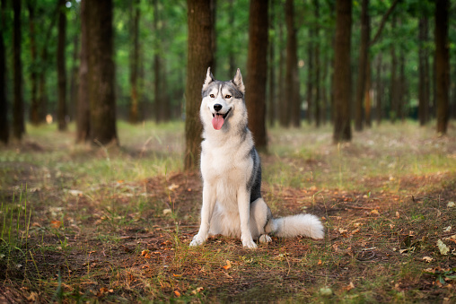 A young Siberian Husky is sitting in a forest. She has amber eyes, grey and white fur; sunset light shines on her in golden color. There are many trees with brown trunks in the background.