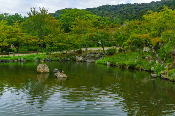 Japanese garden scenery - Buddhist style stone lantern seen through maple leafs. Japan