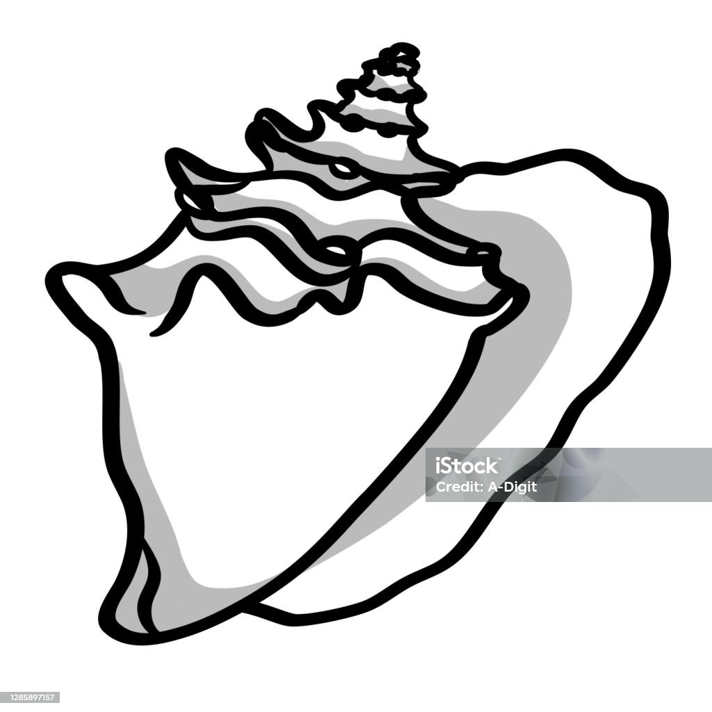 Seashell Stock Illustration - Download Image Now - Conch Shell, Drawing ...