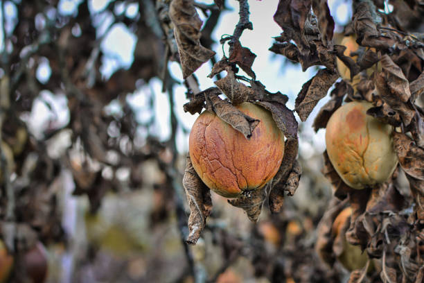 pomme ratatinée malade sur la branche avec les feuilles brunes sèches mortes du pommier - apple apple tree branch fruit photos et images de collection