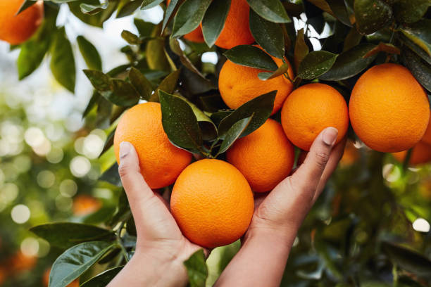 Ripe for the picking Cropped shot of an unrecognizable woman picking oranges from an orange tree in an orchard orange tree stock pictures, royalty-free photos & images
