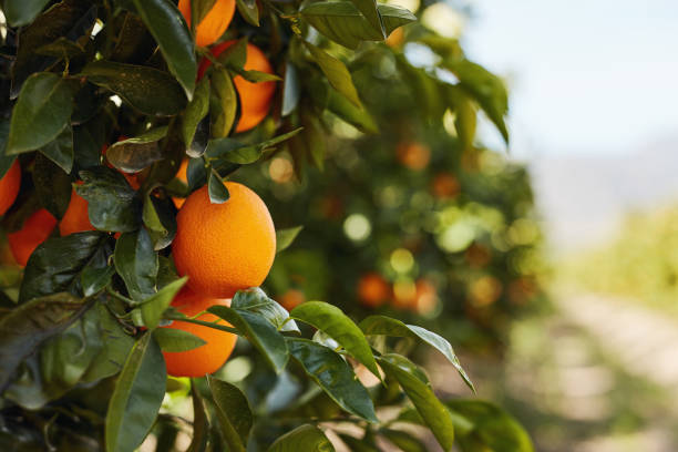 istock You can eat it right off the tree 1285898343