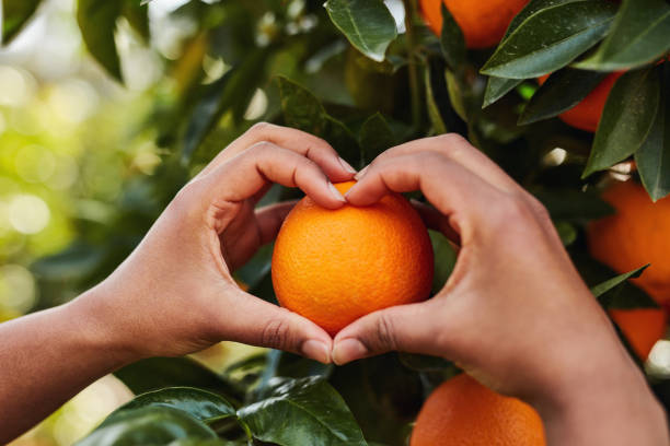 She loves her oranges Cropped shot of an unrecognizable woman making a heart shape with her hands around an orange on an orange tree navel orange photos stock pictures, royalty-free photos & images