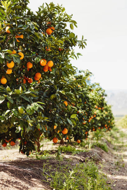 istock The perfect environment for oranges to grow 1285898346