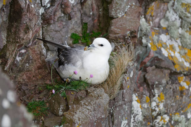 fulmar au nid (fulmarus glacialis) - fulmar photos et images de collection