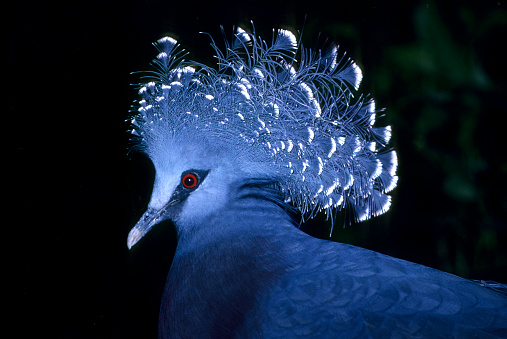 Blue head of Victoria Crowned Pigeon