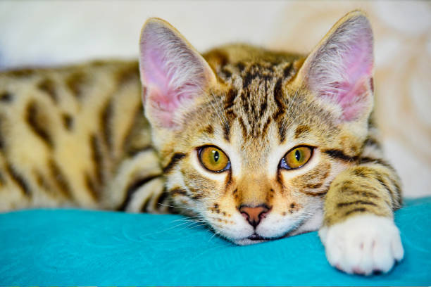 istock Grey kitten with a sad close-up look 1285898482
