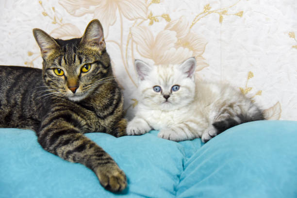 istock On the sofa are a gray cat and a white-gray kitten 1285898503